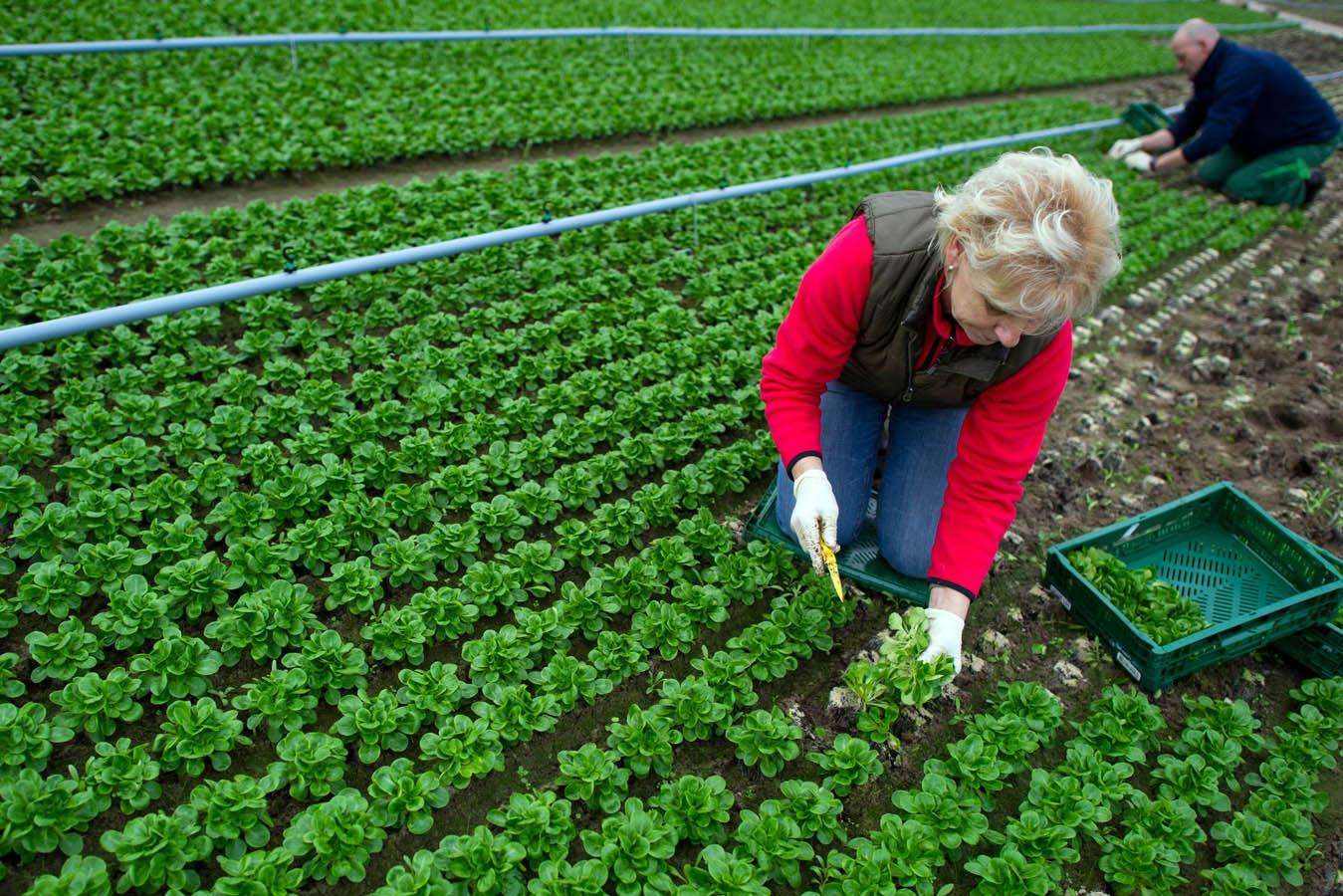 要搞智慧农业和生态农业，先要知道什么是精细农业